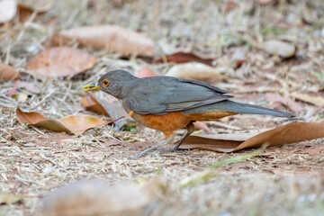 A beautiful Rufous-bellied Thrush bird! (Turdus rufiventris ) 