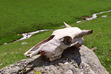 The skull of a cow lies on a rock in the mountains. Livestock is dying