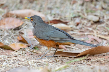A beautiful Rufous-bellied Thrush bird! (Turdus rufiventris ) 