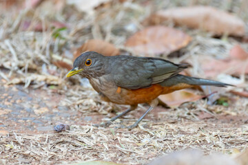 A beautiful Rufous-bellied Thrush bird! (Turdus rufiventris ) 