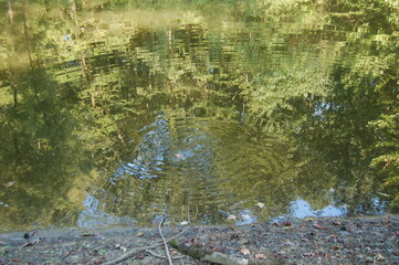 Fish Feeding Ripples in Water on Pond