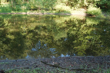 Pond Bank with Trees and Willow in Water