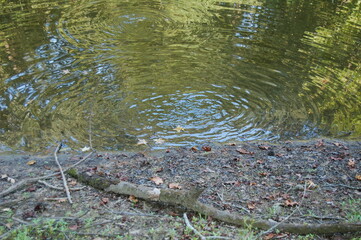 Fish Feeding Ripples in Water on Pond