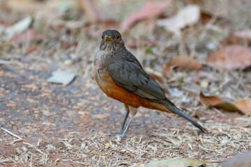 A beautiful Rufous-bellied Thrush bird! (Turdus rufiventris ) 