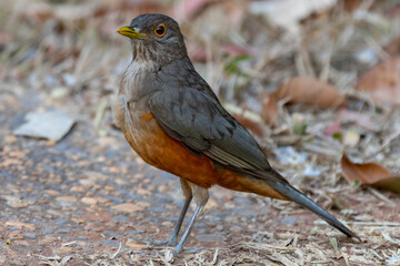 A beautiful Rufous-bellied Thrush bird! (Turdus rufiventris ) 