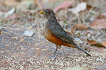 A beautiful Rufous-bellied Thrush bird! (Turdus rufiventris ) 