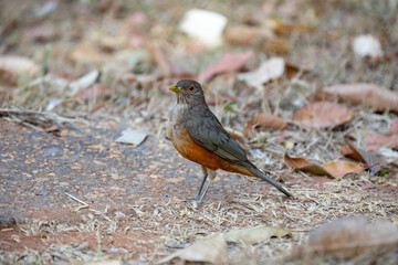 A beautiful Rufous-bellied Thrush bird! (Turdus rufiventris ) 