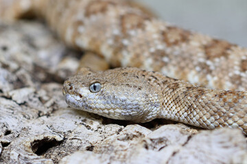 Angel de la Guarda Klapperschlange / Angel de la Guarda Island speckled rattlesnake / Crotalus angelensis