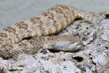 Angel de la Guarda Klapperschlange / Angel de la Guarda Island speckled rattlesnake / Crotalus angelensis
