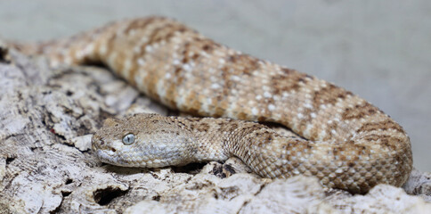 Angel de la Guarda Klapperschlange / Angel de la Guarda Island speckled rattlesnake / Crotalus angelensis