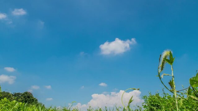 夏の空