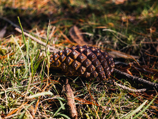 pine cone on the ground