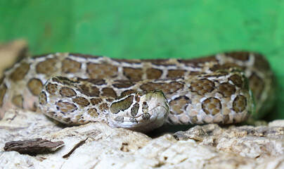Mexikanische Lanzenkopf-Klapperschlange / Mexican lance-headed rattlesnake  / Crotalus polystictus