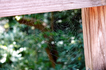 Spider Web 001
