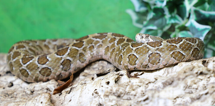 Mexikanische Lanzenkopf-Klapperschlange / Mexican lance-headed rattlesnake  / Crotalus polystictus