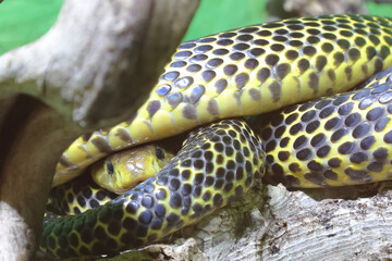 Samar-Kobra / Samar cobra / Naja samarensis