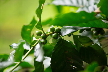 Obraz premium Coffee beans ripening on a tree in a coffee plantation