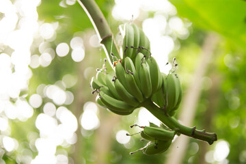 Banana tree with green banana fruit on nature background, stock photo - obrazy, fototapety, plakaty