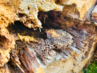 bees on honeycomb