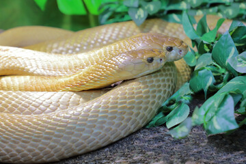 Monokelkobra / Monocled cobra / Naja kaouthia