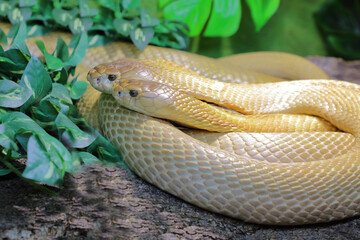 Monokelkobra / Monocled cobra / Naja kaouthia