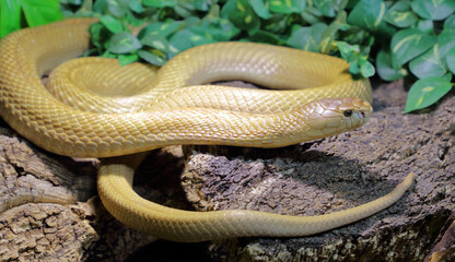 Monokelkobra / Monocled cobra / Naja kaouthia