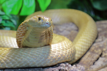 Fototapeta premium Monokelkobra / Monocled cobra / Naja kaouthia