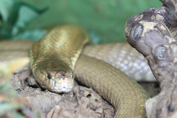 Monokelkobra / Monocled cobra / Naja kaouthia
