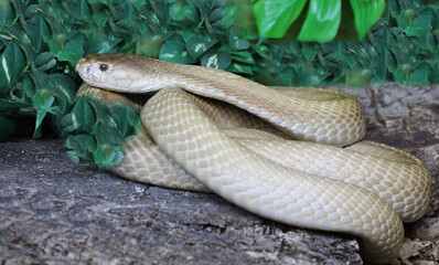 Monokelkobra / Monocled cobra / Naja kaouthia