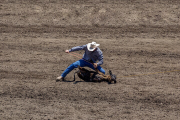 A cowboy is tying a rope around three legs of a calf in a Tie-down Roping contest at a rodeo. The calf is black and the cowboy wears blue and white hat. The arena is dirt.