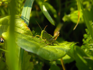green grasshopper on a leaf, closeup