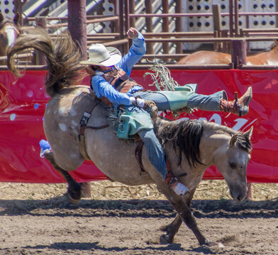 A cowboy is riding a bucking bronco at a rodeo in an arena. The horse has 2 legs off the ground. The cowboy is wearing black with white hat. There is a red metal gate behind. They are in a dirt arena.