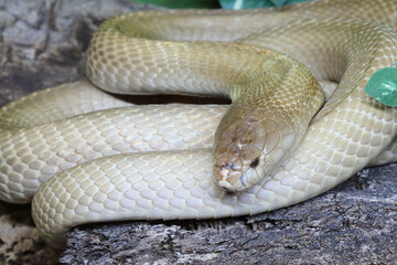 Monokelkobra / Monocled cobra / Naja kaouthia