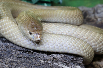 Monokelkobra / Monocled cobra / Naja kaouthia