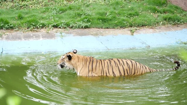A tiger in the water