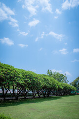 Frangipani trees lined up in rows