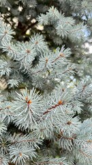 Naklejka na ściany i meble The white pine branches give off a Christmas-like atmosphere.