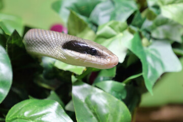 Schönnatter / Beauty rat snake / Orthriophis taeniurus callicyanous or Elaphe taeniura callicyanous