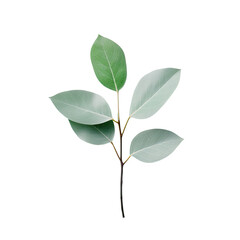 Obraz premium Single green foliage on transparent background