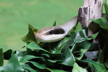 Schönnatter / Beauty rat snake / Orthriophis taeniurus callicyanous or Elaphe taeniura callicyanous