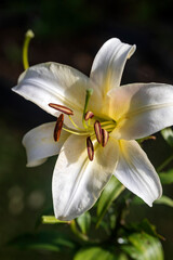 White Lily