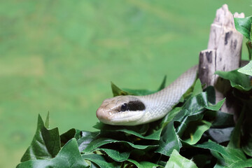 Schönnatter / Beauty rat snake / Orthriophis taeniurus callicyanous or Elaphe taeniura callicyanous