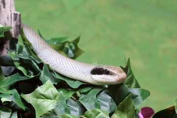 Schönnatter / Beauty rat snake / Orthriophis taeniurus callicyanous or Elaphe taeniura callicyanous