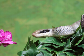 Schönnatter / Beauty rat snake / Orthriophis taeniurus callicyanous or Elaphe taeniura callicyanous