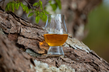 Traditional Single malt Scotch whiskey in the Glencairn glass in selective focus.