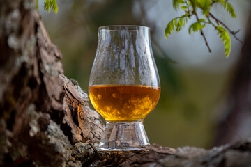 Traditional Single malt Scotch whiskey in the Glencairn glass in selective focus.