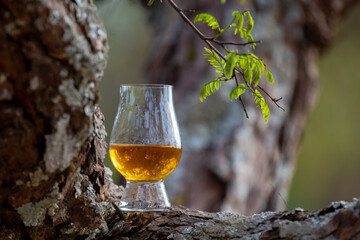 Traditional Single malt Scotch whiskey in the Glencairn glass in selective focus.