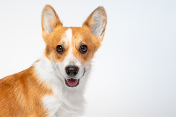 Portrait of expressive corgi dog with open mouth on white background call to action, advertising promotion, sale, discounts. Puppy draws attention to important event. Petshop veterinary clinic poster