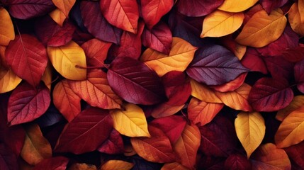 Gorgeous autumn leaves in a natural woodland setting, a vibrant burst of seasonal color and tranquility, perfect for fall-themed designs