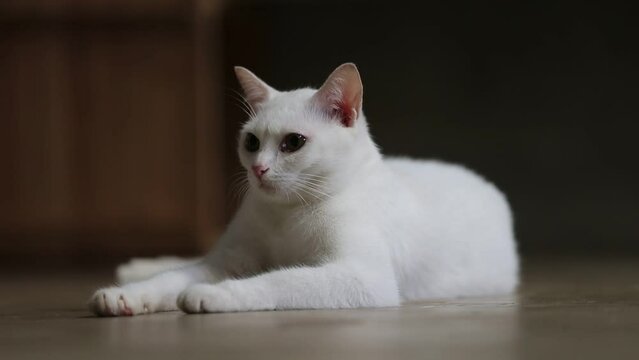 White cat with yellow eyes lying on the floor and looking at camera